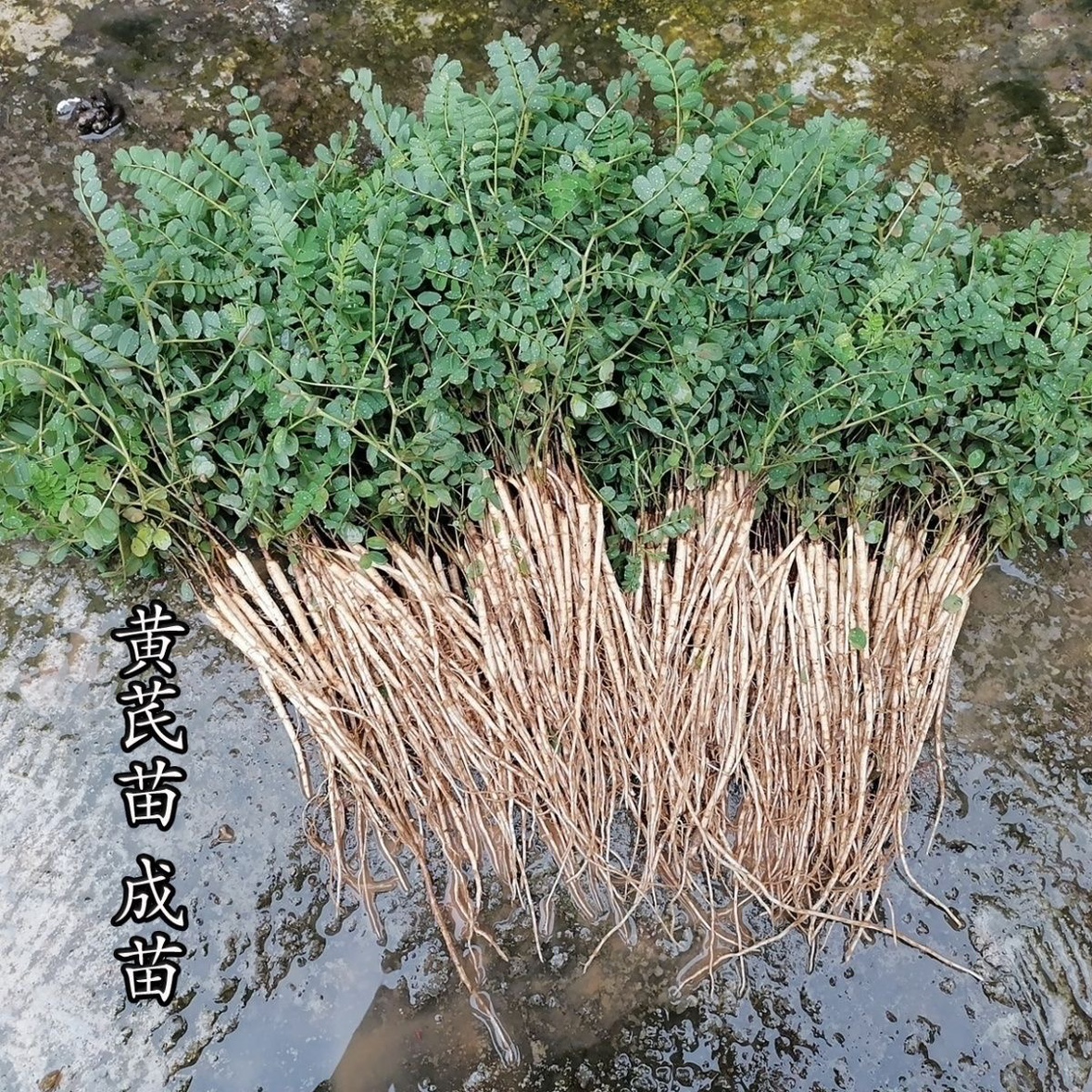 中药材黄芪苗黄芪种苗新鲜优质带牙保活可盆栽地栽种植,淘宝优惠券,粉丝福利购,淘宝优惠卷