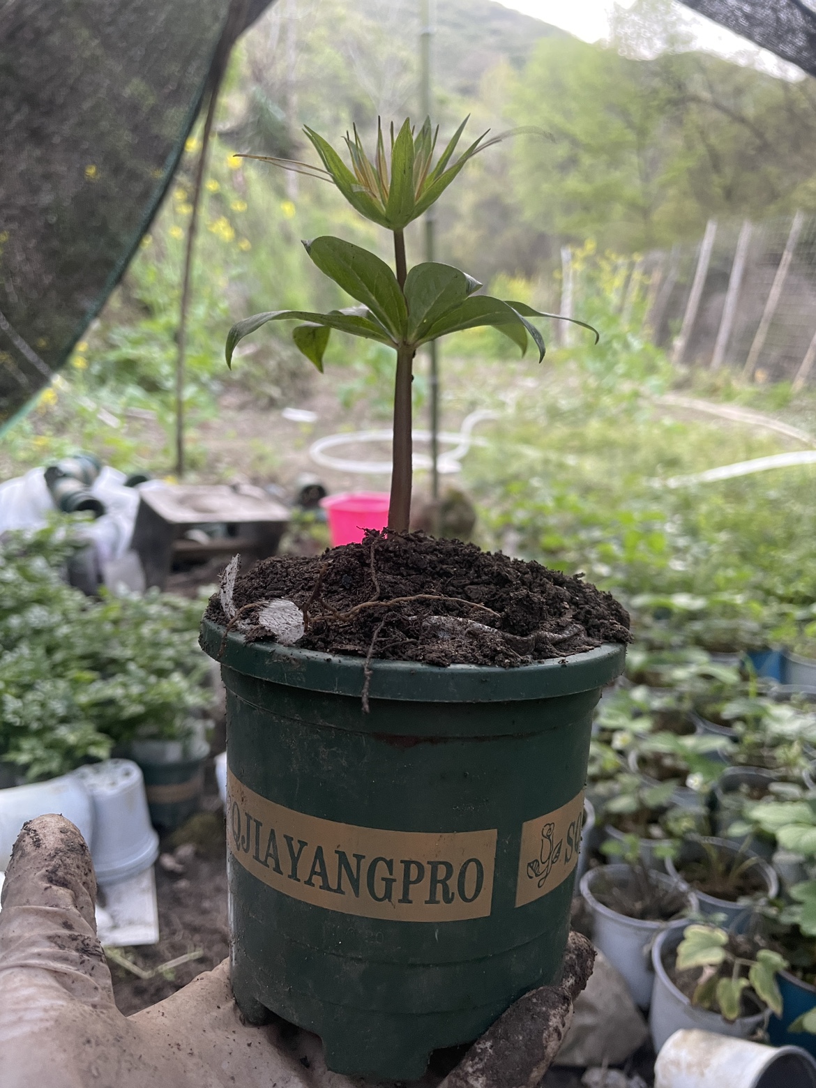 重楼苗七叶一枝花中药苗华重楼 滇重楼种苗独角莲 正宗名贵植物 - 图1