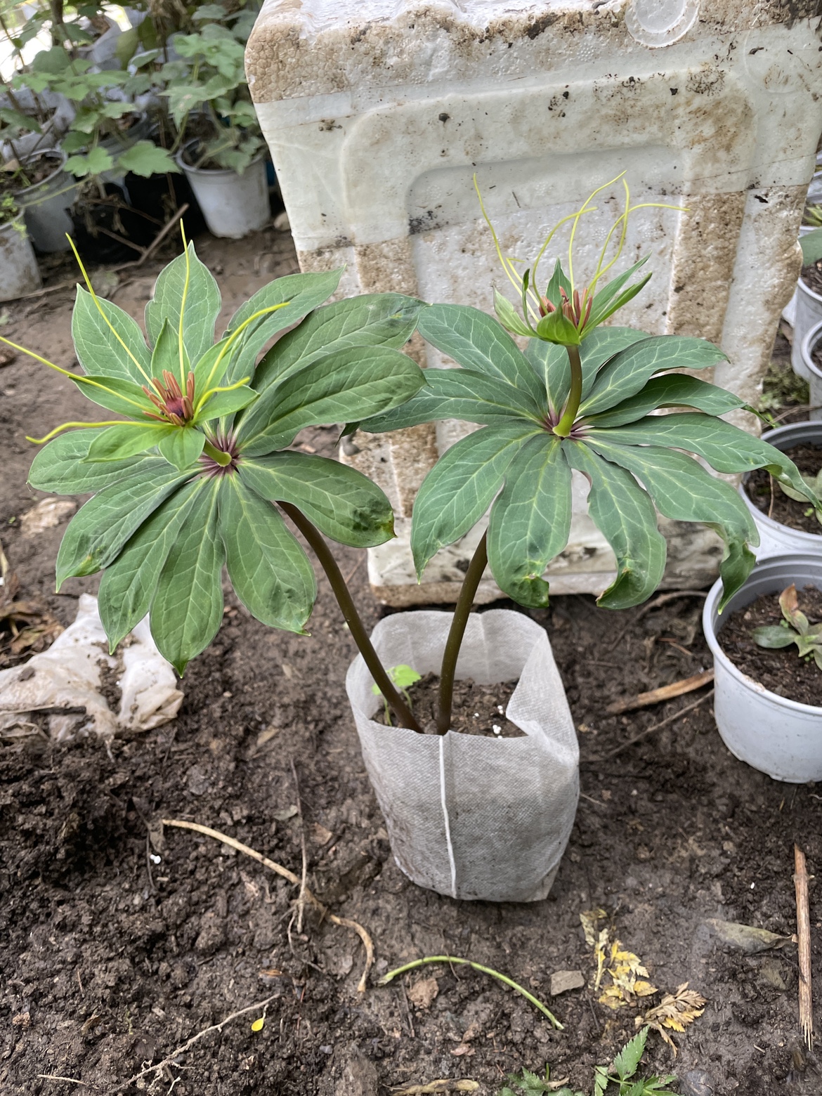 重楼苗七叶一枝花中药苗华重楼 滇重楼种苗独角莲 正宗名贵植物 - 图0