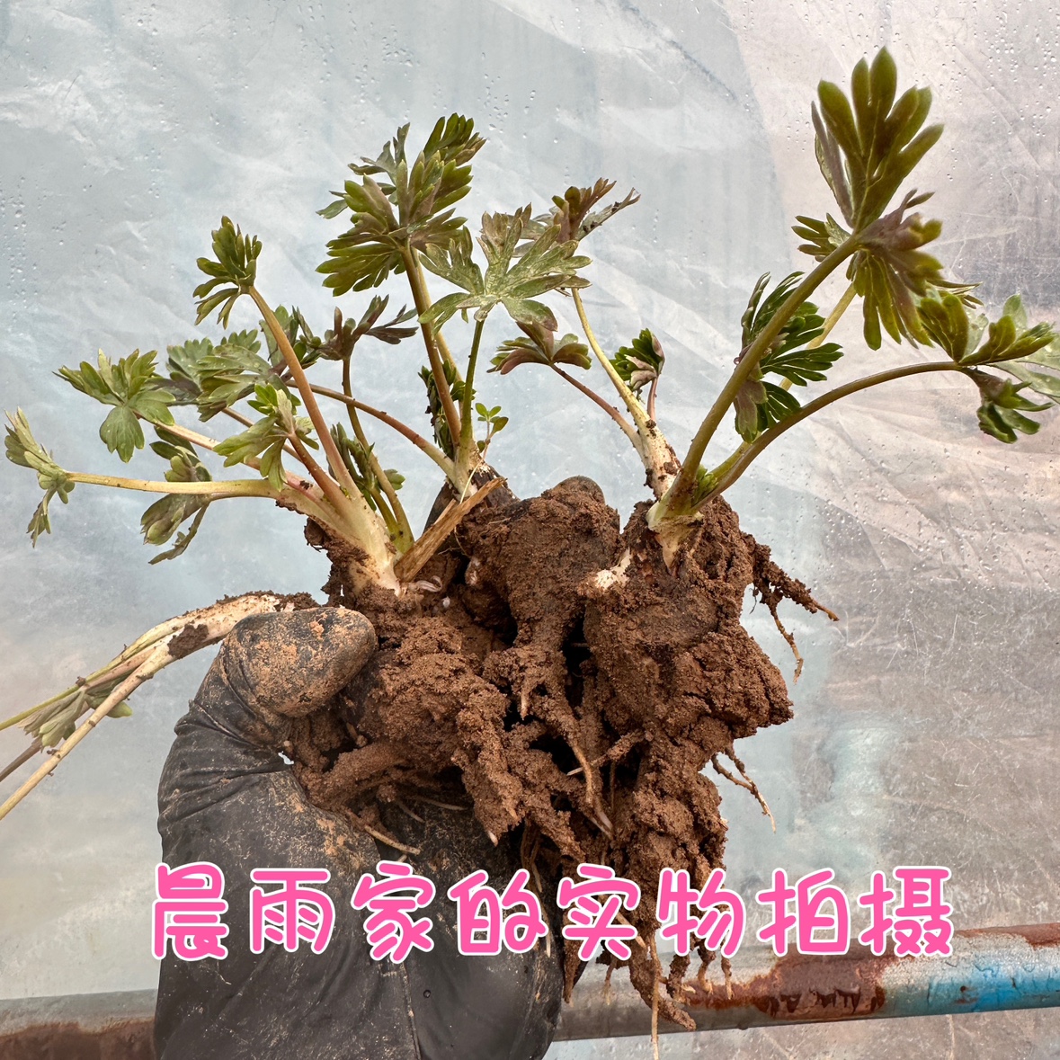 新鲜现挖乌头种苗 中草药南北付子苗子庭院盆栽地栽 新奇花卉包邮 - 图2