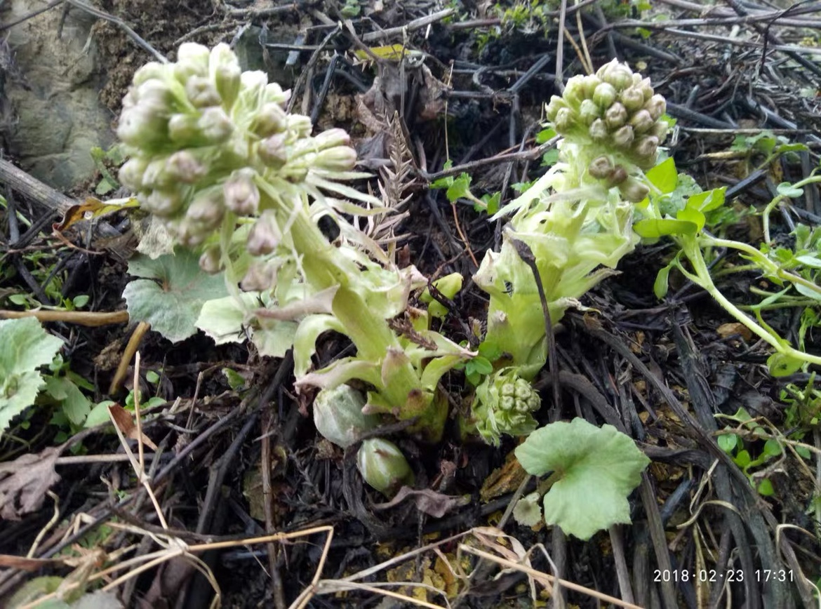 野生蜂斗菜花卉植物室内阳台庭院茄观赏盆栽药用植物蜂斗菜苗包邮 - 图3