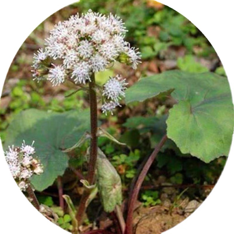 野生蜂斗菜花卉植物室内阳台庭院茄观赏盆栽药用植物蜂斗菜苗包邮 - 图0