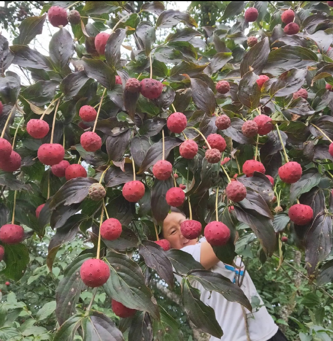 稀有果苗山荔枝树苗野荔枝苗四照花糖梨子儿时记忆野果盆栽带土 - 图3