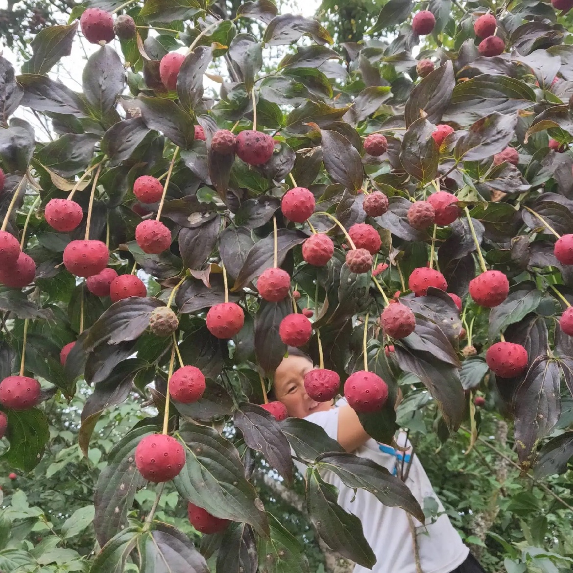 稀有果苗山荔枝树苗野荔枝苗四照花糖梨子儿时记忆野果盆栽带土 - 图0