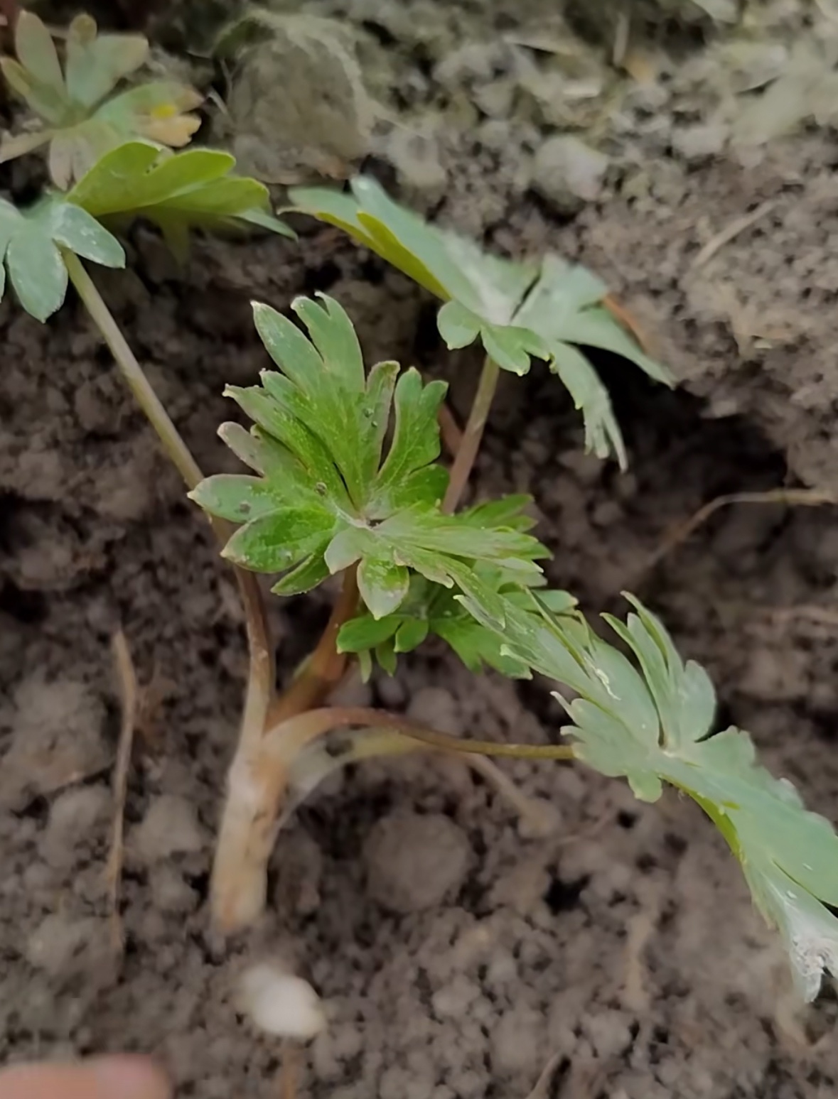 乌头种苗中草药植物南北方庭院盆栽地载观赏新奇花卉夫子苗-图0