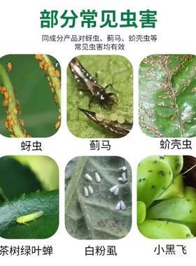 薄荷精油驱蜘蛛高浓度天然植物室内门窗缝隙蚊虫鼠蚁蝙蝠专用神器