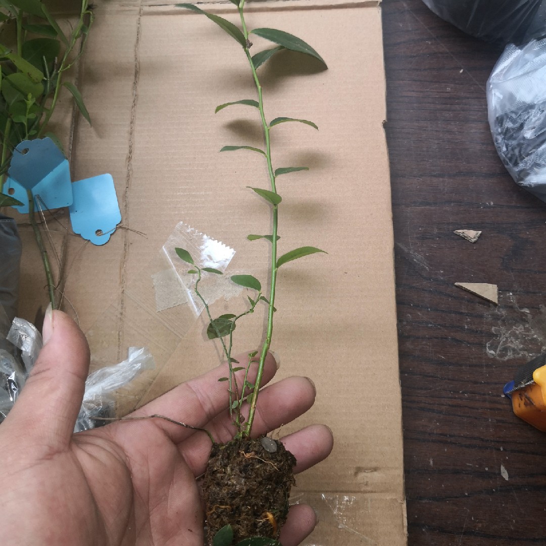 鼓岭蓝莓苔藓苗南北高丛兔眼家庭庭院阳台盆栽果树观花品果植物