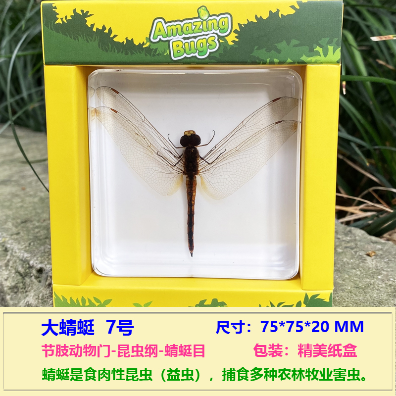 幼儿园小学教学儿童动物真昆虫蝴蝶标本树脂琥珀摆件蜻蜓玩具教具 虎窝淘