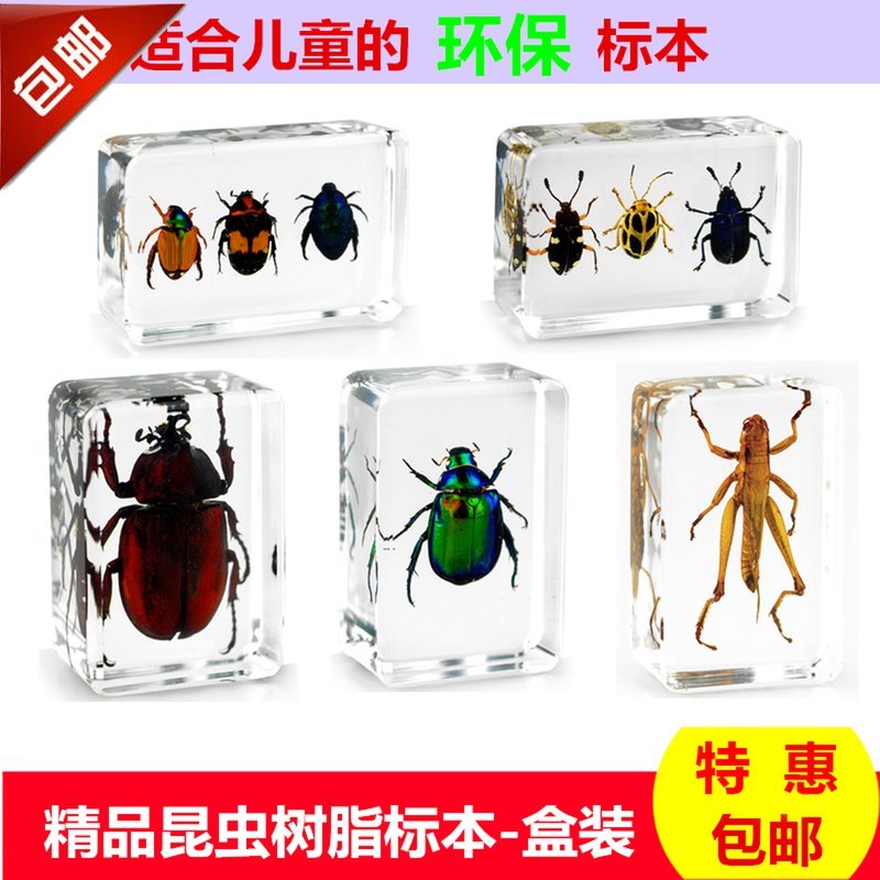 昆虫标本天牛 新人首单立减十元 22年3月 淘宝海外