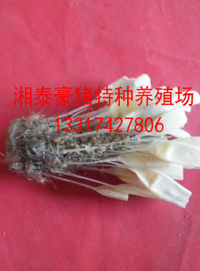 养殖豪猪箭猪刺猪尾巴铃铛