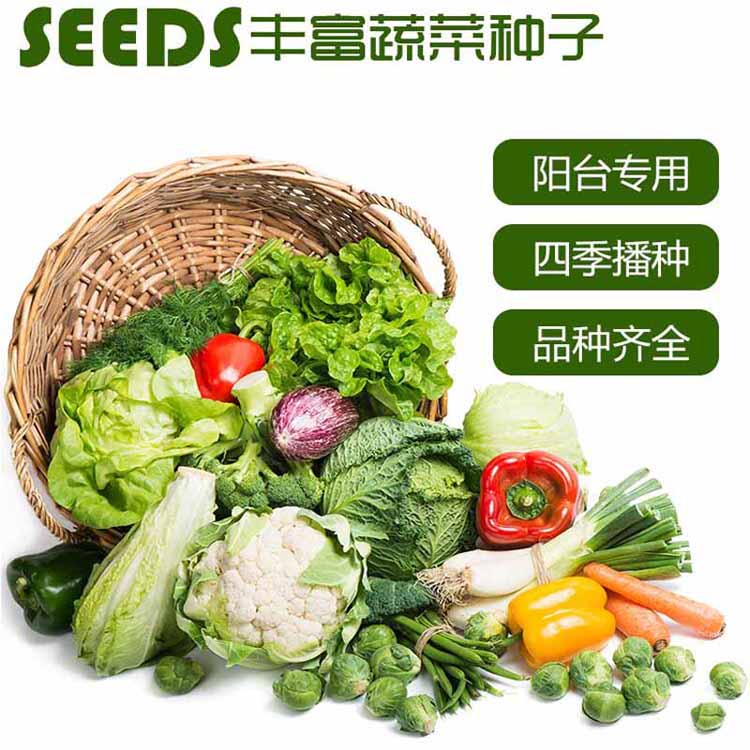 六种四季播蔬菜种子套餐 阳台盆栽四季播易种菜种子 四季家庭菜籽
