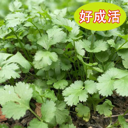 10种蔬菜种子套餐 秋冬季四季农家种子 阳台庭院种菜 菜籽易种 - 图2