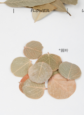 天然干燥树叶菩提叶天然真树叶圆形柏梨叶橱窗布置装饰标本拍摄