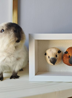 有毛之地定制加州豚鼠荷兰猪汽车风口夹香薰石膏手工制作生日礼物