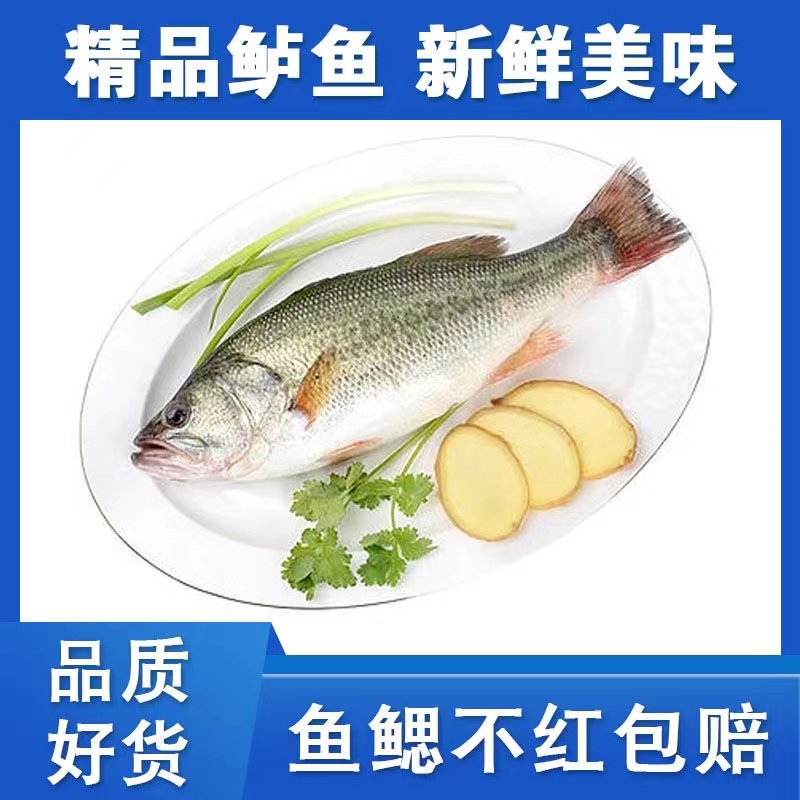 鲈鱼新鲜淡水鱼河鲈鲜活免处理清蒸开背整条水产鲈鱼整箱商用顺丰,淘宝优惠券,粉丝福利购,淘宝优惠卷