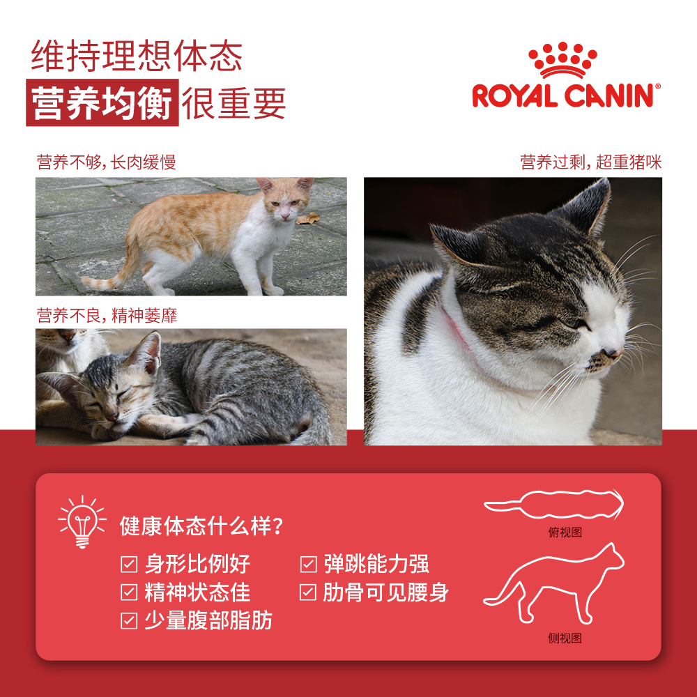 皇家猫粮F32/I27室内成猫通用官方英短蓝猫布偶全价旗舰店非10kg-图1