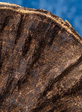 天然海南尖峰岭沉香原木料摆件淡雅清新甜味黑油安神家用室内收藏