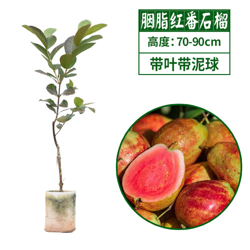 番石榴苗 红心西瓜芭乐 树苗 正宗台湾四季珍珠番石榴苗 当年结果 - 图2