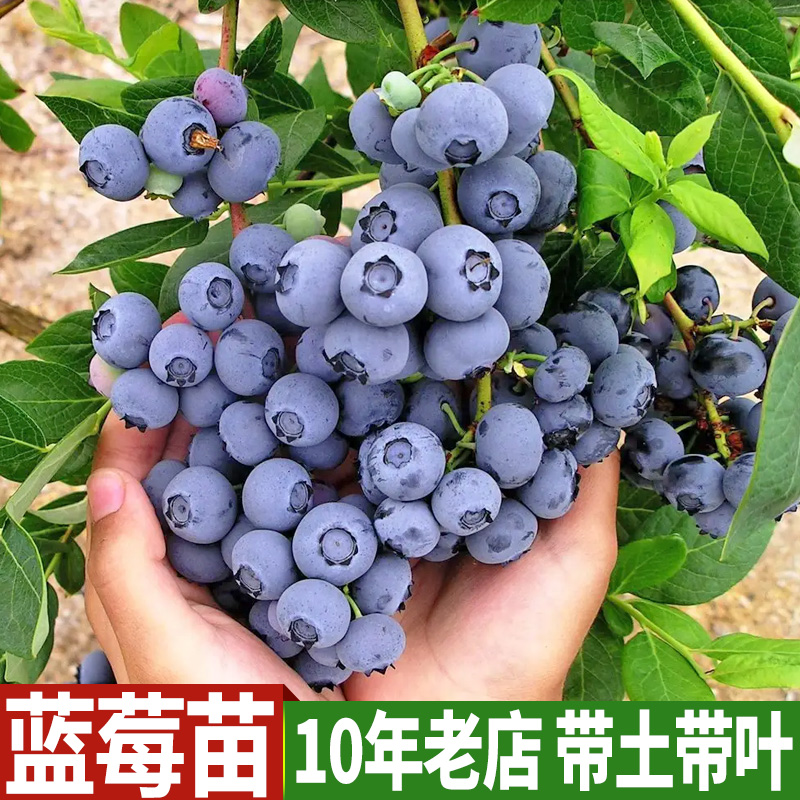 蓝莓树苗 果树苗南方北方盆栽地栽树苗 蓝莓树苗带土发货当年结果 - 图0