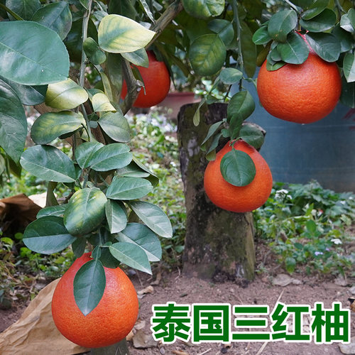 泰国红宝石青柚嫁接苗柚子树苗新品红宝石柚苗越南青柚苗红心柚子 - 图3