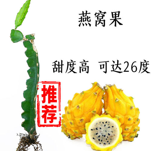 燕窝火龙果苗 麒麟果黄皮 红肉火龙果苗黄心果苗盆栽树苗四季结果 - 图0