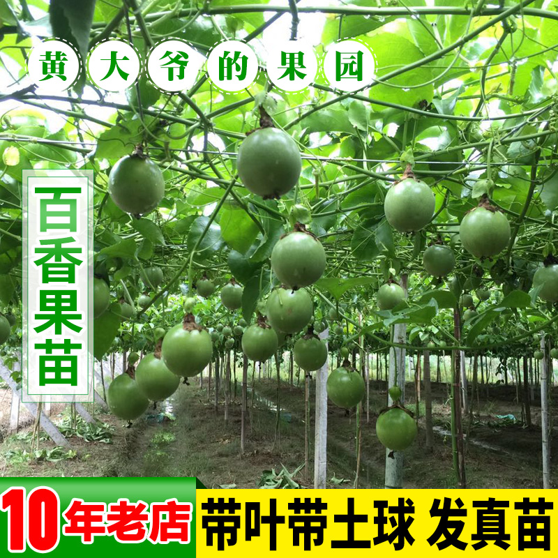 百香果苗鸡蛋果苗西番莲苗满天星图片_1