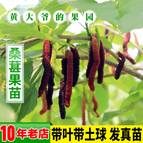 桑葚苗 桑椹苗树苗长桑果树苗无籽大十南方种北方种盆栽 地栽种植 - 图1