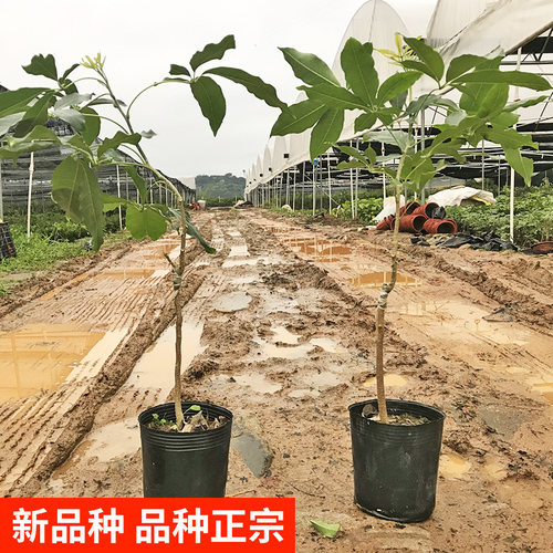 白柿果树苗 冰淇淋果苗 白柿苗 新品种巧克力果树苗南方种植地栽 - 图0