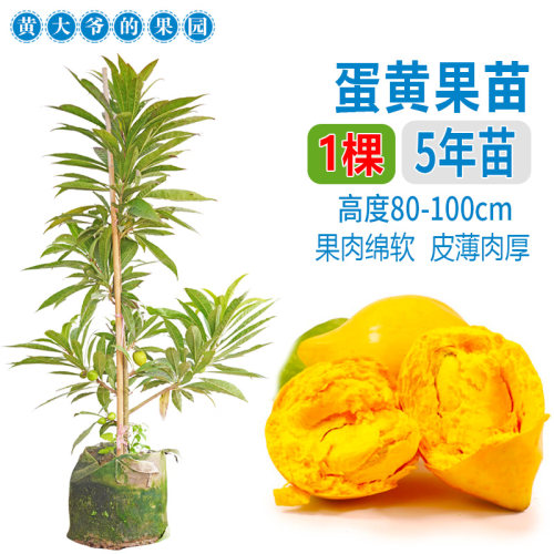 正宗鸡蛋果树苗蛋黄果树苗名贵仙桃水果树苗盆栽地栽带土带叶发货 - 图0