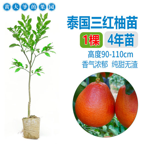 泰国红宝石青柚嫁接苗柚子树苗新品红宝石柚苗越南青柚苗红心柚子 - 图0
