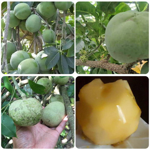 白柿果树苗 冰淇淋果苗 白柿苗 新品种巧克力果树苗南方种植地栽 - 图2