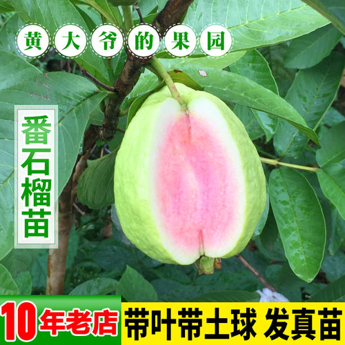 番石榴苗 红心西瓜芭乐 树苗 正宗台湾四季珍珠番石榴苗 当年结果 - 图1
