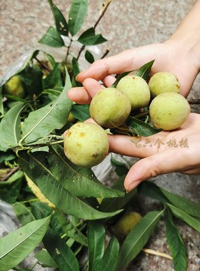 婴儿男女手链桃核桃木复古压惊红