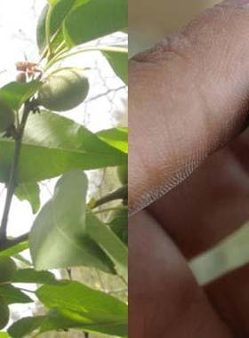 桃核手串婴儿小宝宝天然红绳手链