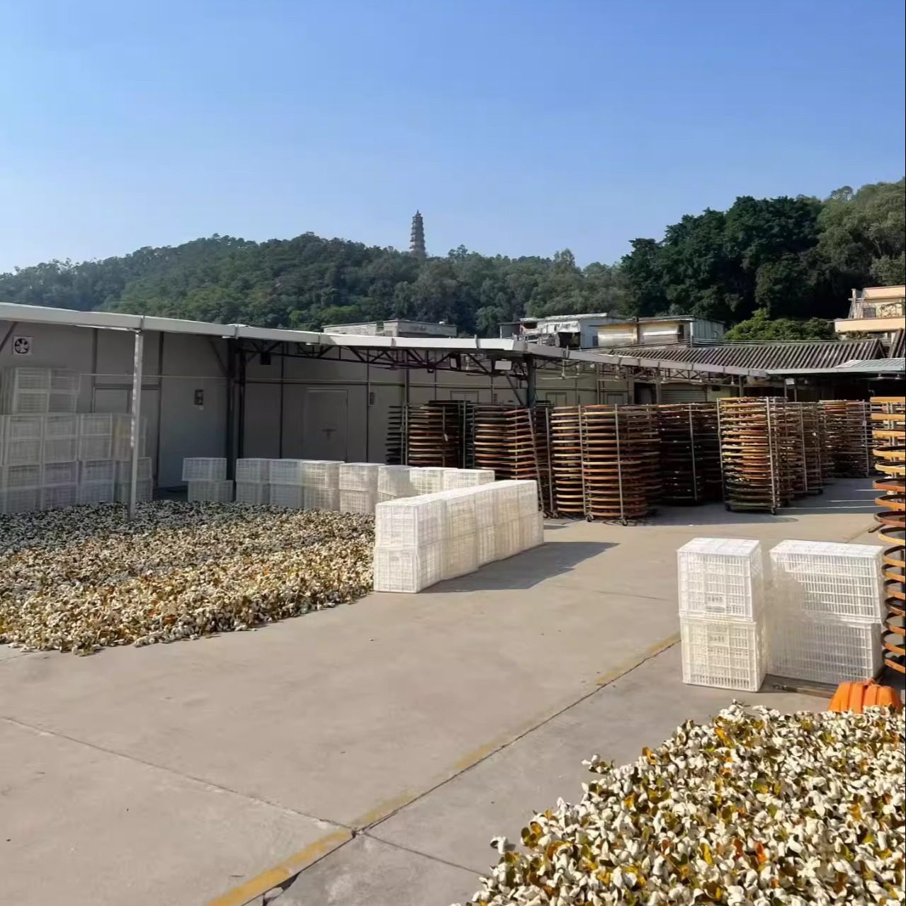 2025年新会茶坑冬后大红新皮 自然生晒柑香甜润 正宗陈皮陈皮茶坑,淘宝优惠券,粉丝福利购,淘宝优惠卷