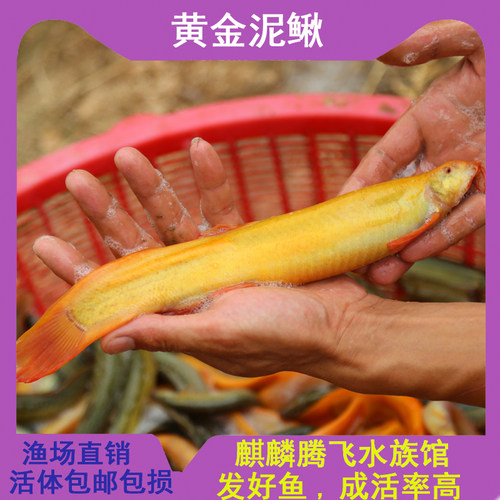马年本命年冷水鱼小金龙黄金泥鳅观赏鱼草金好养清道夫锦鲤金鱼苗 - 图0