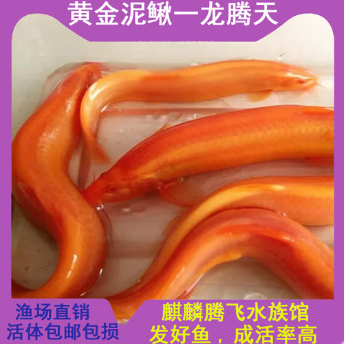 马年本命年冷水鱼小金龙黄金泥鳅观赏鱼草金好养清道夫锦鲤金鱼苗 - 图1