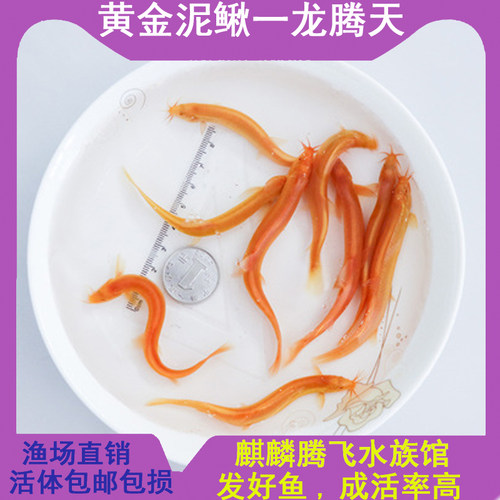 马年本命年冷水鱼小金龙黄金泥鳅观赏鱼草金好养清道夫锦鲤金鱼苗 - 图3