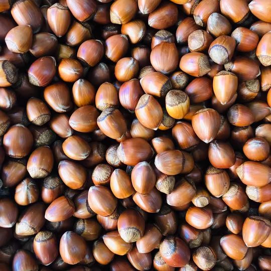 Liaoning fried cooked hazelnuts packaged hairy hazelnuts Heng Yuzhen
