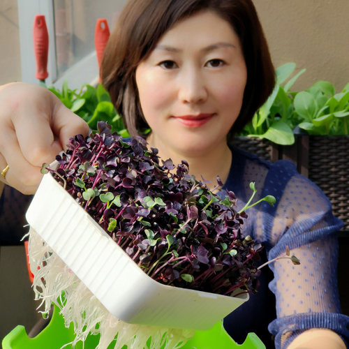 芽苗菜水培紫萝卜白萝卜红萝卜无土栽培芽菜托盘豆芽菜育苗盘套装 - 图0