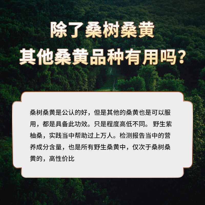 西藏野生桑黄灵芝特级正宗金边云南桑黄林芝特产整枝整朵切刀正品 - 图2