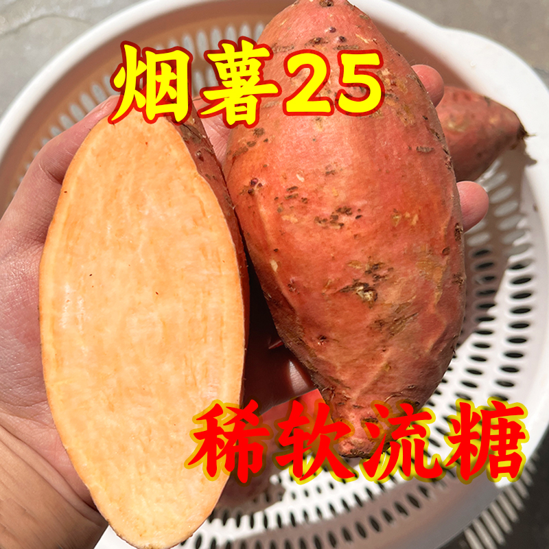 高产红皮红心红薯种薯四川老品种红心红苕育苗薯种烟薯25红心蜜薯