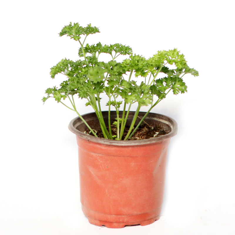 欧芹盆栽可食用 摘了还会长 卷叶欧芹 香草植物料理意大利欧芹,淘宝优惠券,粉丝福利购,淘宝优惠卷