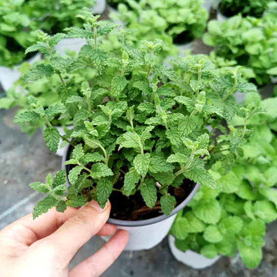 柠檬薄荷正宗柠檬香蜂草苗柠檬香水薄荷香草植物盆栽蜜蜂花泡茶 忆美时尚 柠檬薄荷正宗柠檬香蜂草苗柠檬香水薄荷香草植物盆栽蜜蜂花泡茶 忆美时尚