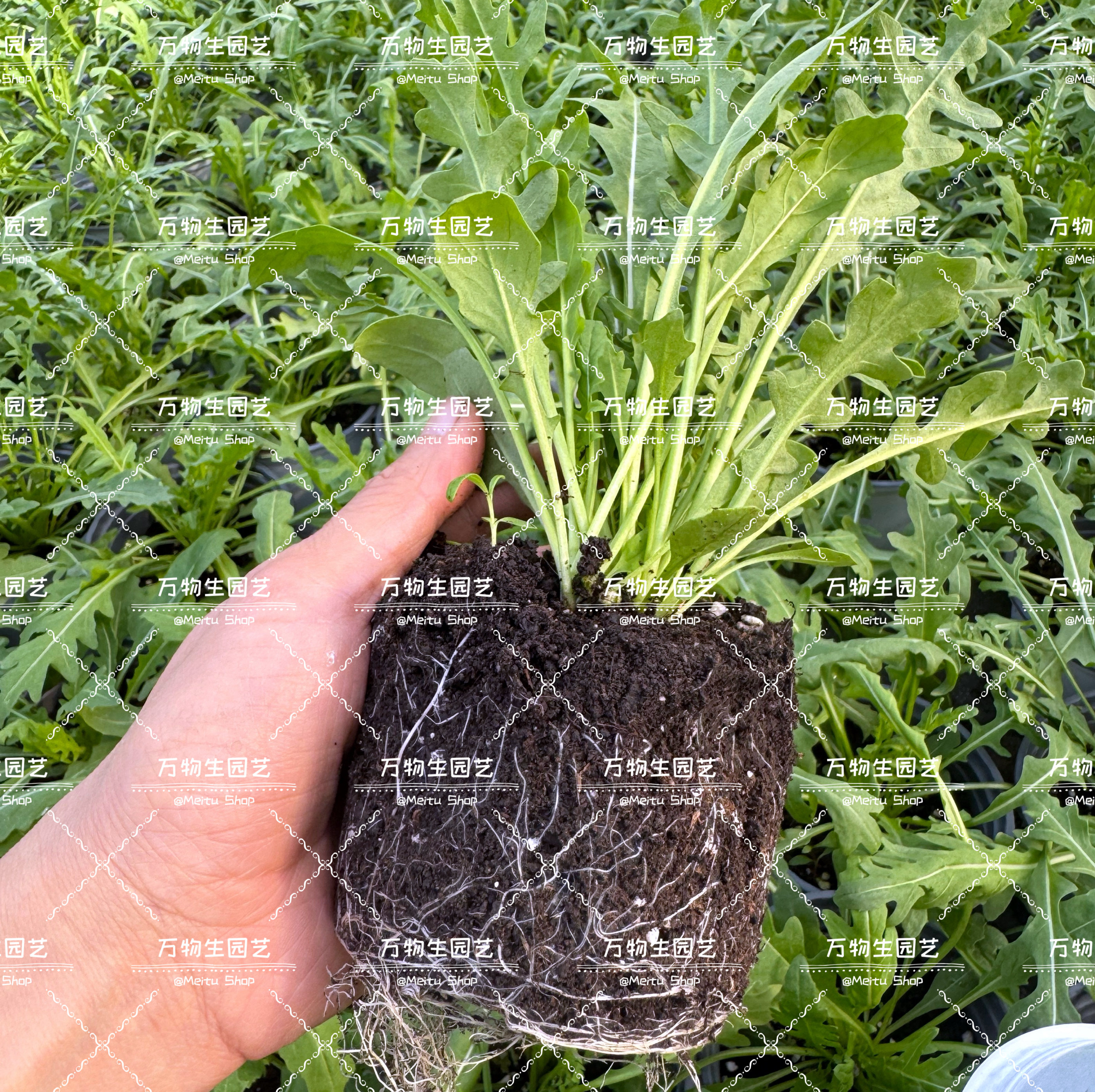 芝麻菜盆栽 盆栽蔬菜 香草绿植 沙拉种植简单 阳台蔬菜,淘宝优惠券,粉丝福利购,淘宝优惠卷