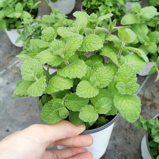 柠檬薄荷正宗柠檬香蜂草苗柠檬香水薄荷香草植物盆栽蜜蜂花泡茶 忆美时尚 柠檬薄荷正宗柠檬香蜂草苗柠檬香水薄荷香草植物盆栽蜜蜂花泡茶 忆美时尚