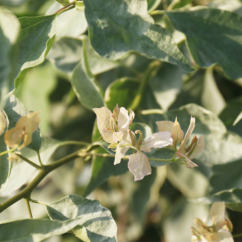 三角梅 奶茶蝶 奶茶色 盆栽绿植庭院阳台开花植物,淘宝优惠券,粉丝福利购,淘宝优惠卷