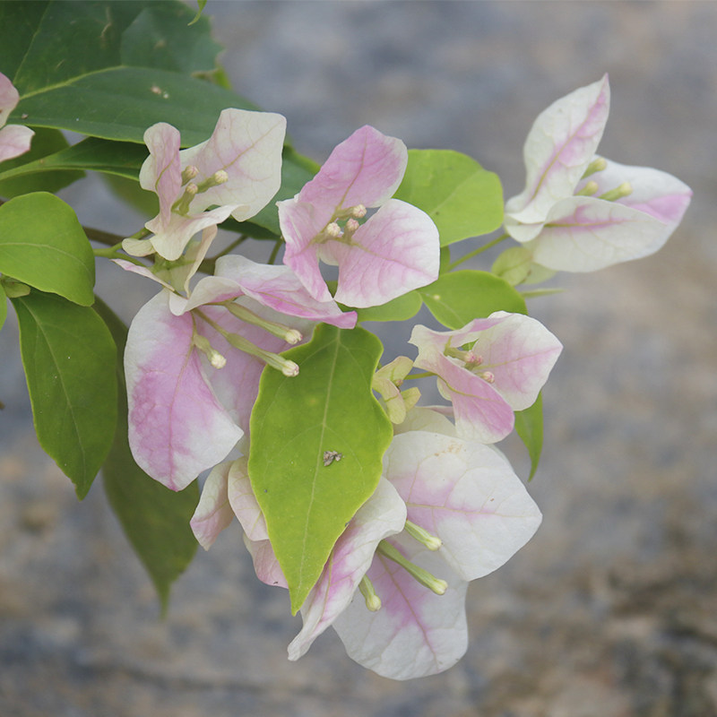 三角梅广红樱三角梅 盆栽绿植庭院阳台开花植物,淘宝优惠券,粉丝福利购,淘宝优惠卷
