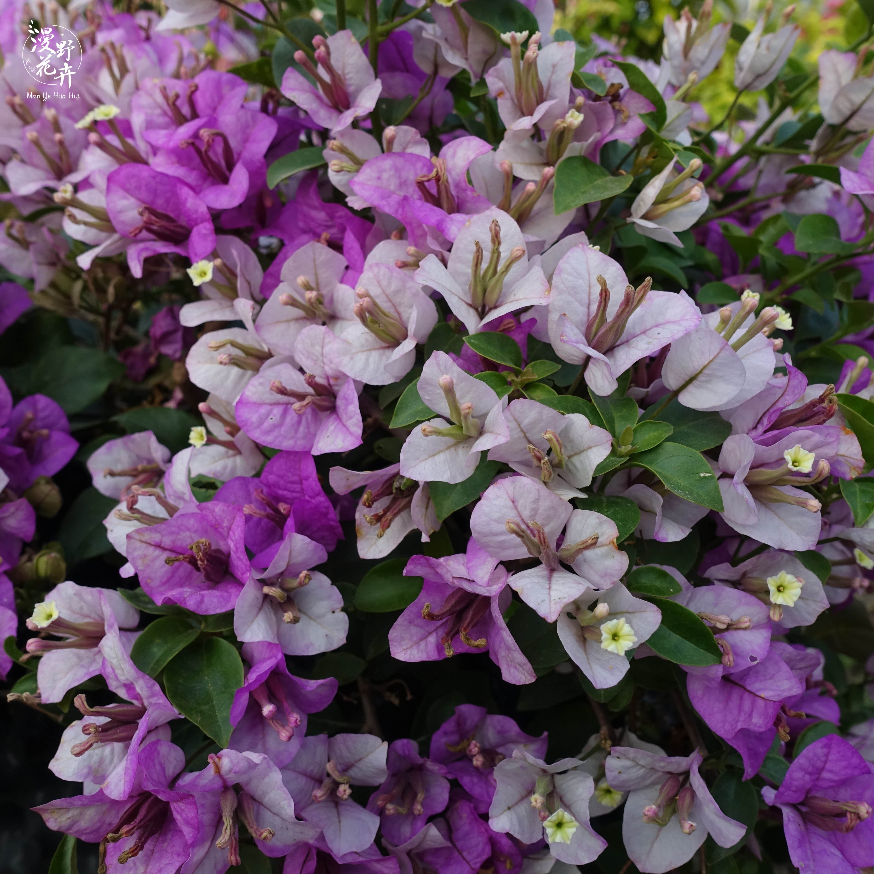 漫野花卉|三角梅雪紫扦插苗带花发货盆栽绿植阳台开花植物,淘宝优惠券,粉丝福利购,淘宝优惠卷