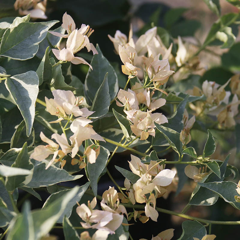 三角梅 奶茶蝶 奶茶色 盆栽绿植庭院阳台开花植物,淘宝优惠券,粉丝福利购,淘宝优惠卷